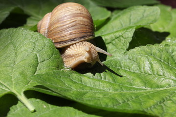 snail