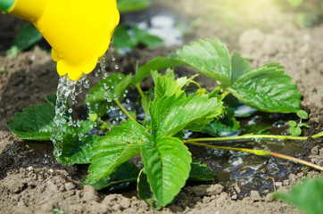 Watering the plants from a watering can.  Watering agriculture and gardening concept. - Image