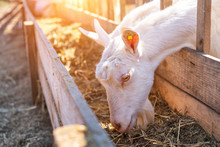 Farm, Goats Eat Hay On A Sunny Day
