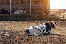 Farm, Cow Lying On Pasture, Cattle Breeding