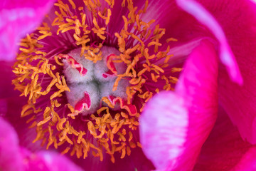 Wall Mural - Blossoming red peony flower close-up