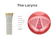 larynx and vocal cord vector , organ / anatomy / voice