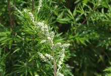 Artemisia Vulgaris, Also Known As Common Mugwort, Riverside Wormwood, Felon Herb, Chrysanthemum Weed, Wild Wormwood. Blooming In Spring