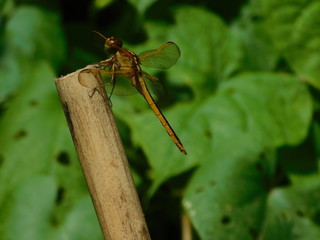 Wall Mural - Dragonfly on bamboo