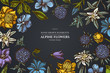 Floral design on dark background with bellflower, edelweiss, globethistle, globeflower, meadow geranium, gentiana