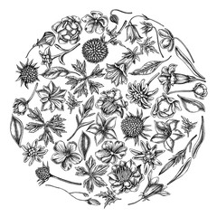 Wall Mural - Round floral design with black and white bellflower, edelweiss, globethistle, globeflower, meadow geranium, gentiana