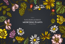 Floral Design On Dark Background With Celandine, Chamomile, Dog Rose, Hop, Jerusalem Artichoke, Peppermint