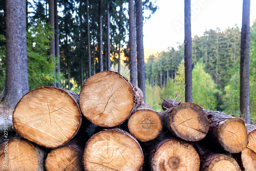 timber in the forest background Tableau sur Toile