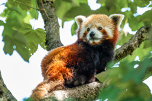 The Red Panda, Ailurus Fulgens, Also Called The Lesser Panda.