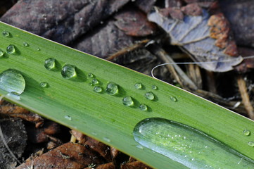 Poster - frozen dew drops on the green leaf