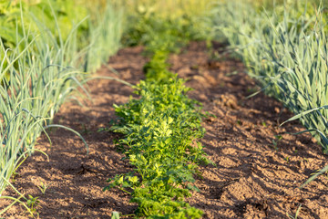 Vegetables growing in permaculture garden, traditional countryside landscape