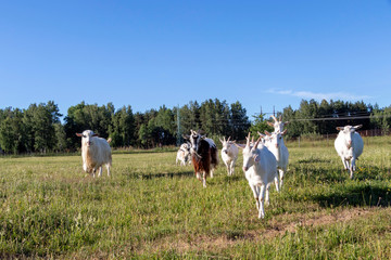 Free-range white goat family running in sustainable organic farm with green fields under blue sky