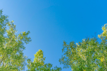 green crown trees view from below into the sky. green crown of trees against the sky. view of the sk