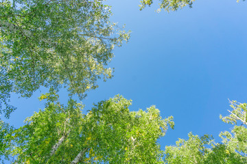 Wall Mural - green crown trees view from below into the sky. green crown of trees against the sky. view of the sk