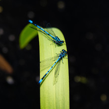 Common Blue Damselfly Resting On A Blade Of Grass