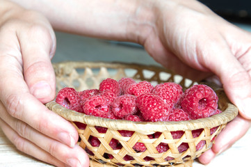 Wall Mural - raspberries in a basket with hands on a light wooden background