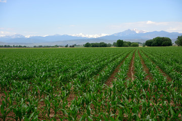 Long rows of growing corn against a background of snow capped mountains in Colorado, USA