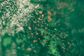 Poster - Beautiful light bokeh on a green background.