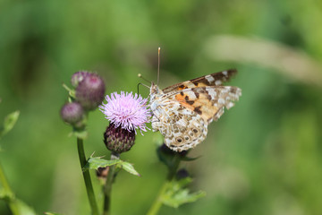 Wall Mural - Vanessa cardui a colourful butterfly, known as the painted lady, or cosmopolitan, resting on a thistle flower