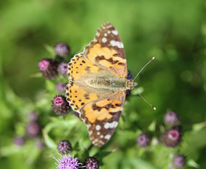 Wall Mural - Vanessa cardui a colourful butterfly, known as the painted lady, or cosmopolitan, resting on a thistle flower