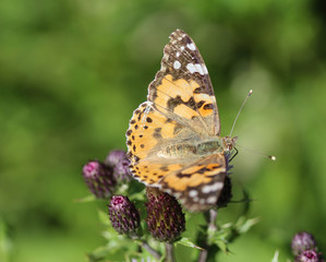 Wall Mural - Vanessa cardui a colourful butterfly, known as the painted lady, or cosmopolitan, resting on a thistle flower