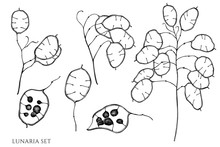 Vector Set Of Hand Drawn Black And White Lunaria