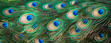 Close-up Of Peacock Eyespot Feathers.