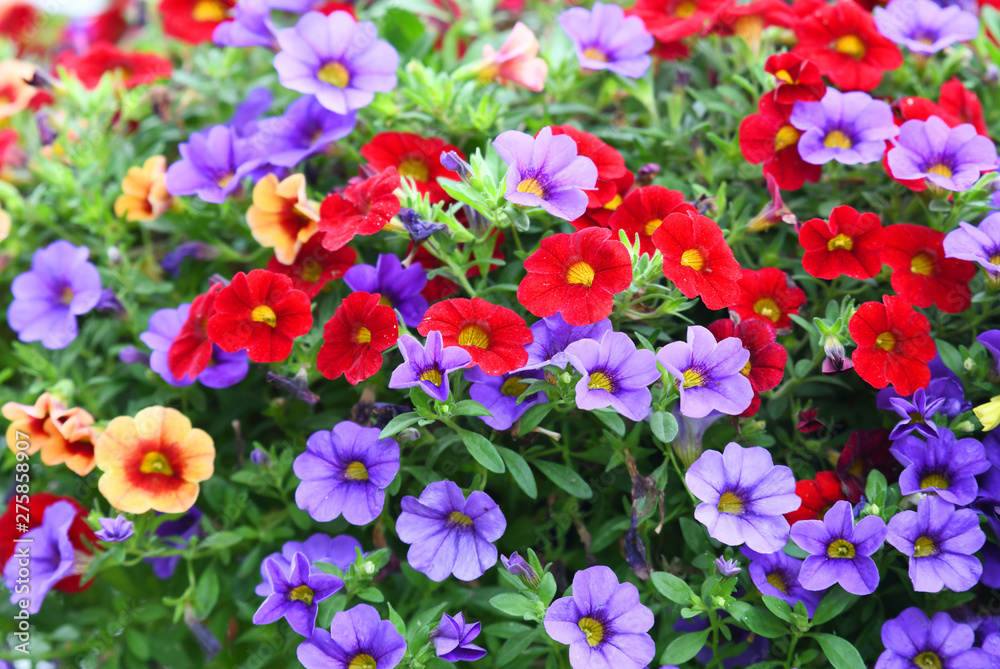 colorful petunia flower blooming in summer - obrazy, fototapety, plakaty 