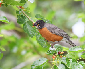 Wall Mural - robin on a branch