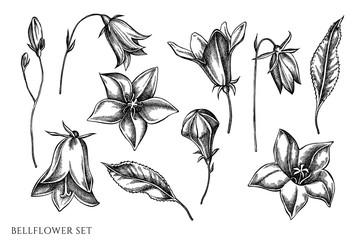 Wall Mural - Vector set of hand drawn black and white bellflower