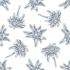 Wall Mural - Seamless pattern with hand drawn pastel edelweiss