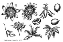 Vector Set Of Hand Drawn Black And White Passion Flower