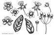 Vector set of hand drawn black and white hypericum