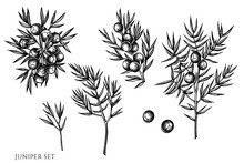 Vector Set Of Hand Drawn Black And White Juniper