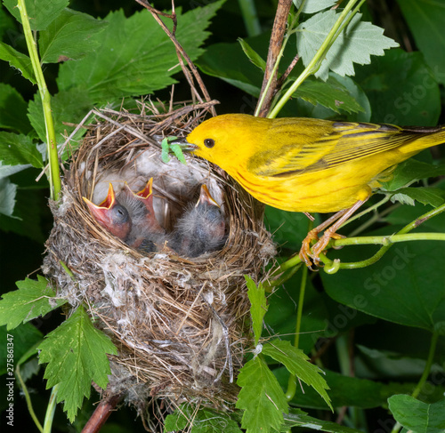 Cuadros en Lienzo Yellow warbler (Setophaga petechia) male feeding nestlings in the nest, Iowa, US