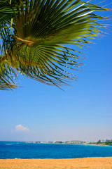  palm tree on the background of the blue sea on the coast of Ayia Napa, Cyprus