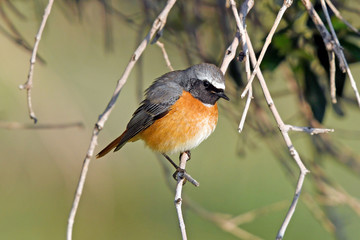 Wall Mural - Gartenrotschwanz (Phoenicurus phoenicurus) - Common redstart