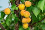 Fototapeta Kuchnia - Very large ripe apricots on a tree branch in the garden. Maturing apricots on tree branch during summer time, fruit development. Concept of nature, organic food and gardening