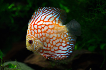 Canvas Print - Symphysodon aequifasciatus - Discus