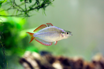 Canvas Print - Dwarf rainbowfish - Melanotaenia praecox