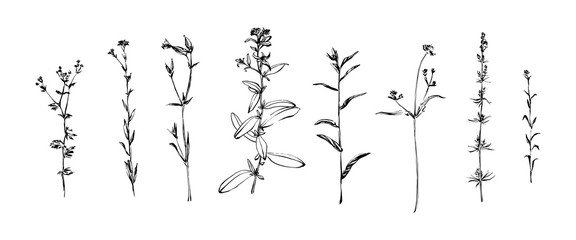 Wall Mural - Hand drawn set of wild herbs. Outline plants painting by ink. Sketch or doodle style botanical vector illustration. Black isolated on white background
