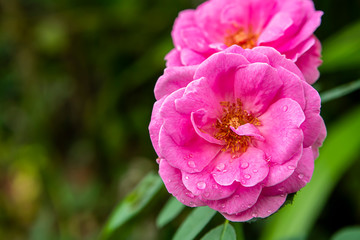 Canvas Print - Pink of Damask Rose flower