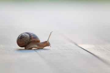 Snail on a walk