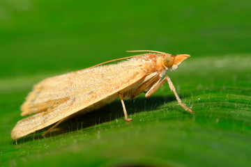 Wall Mural - Moth insects on plant