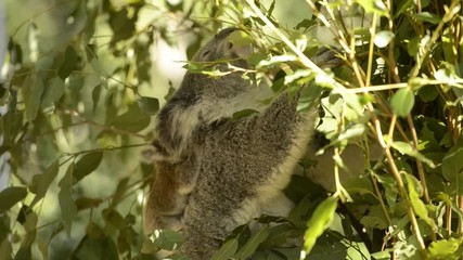 Wall Mural - cute australian mother koala with her joey in a tree resting during the day.