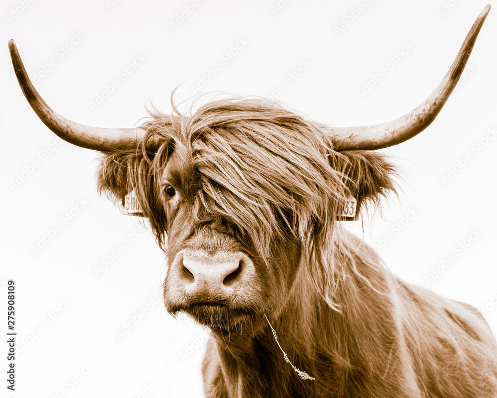 portrait of a highland cow - obrazy, fototapety, plakaty 