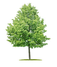 Isolated  Tree On A White Background - Tilia Cordata - Small-leaved Linden