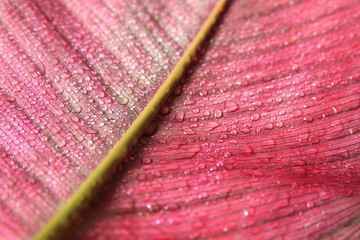 Wall Mural - Water drops on pink leaves time after rain