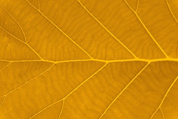 Yellow leaf texture.