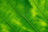 Fototapeta  - Macro. Leaf texture background